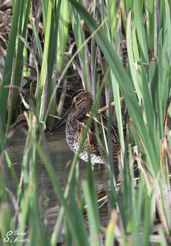 Bécassine des marais