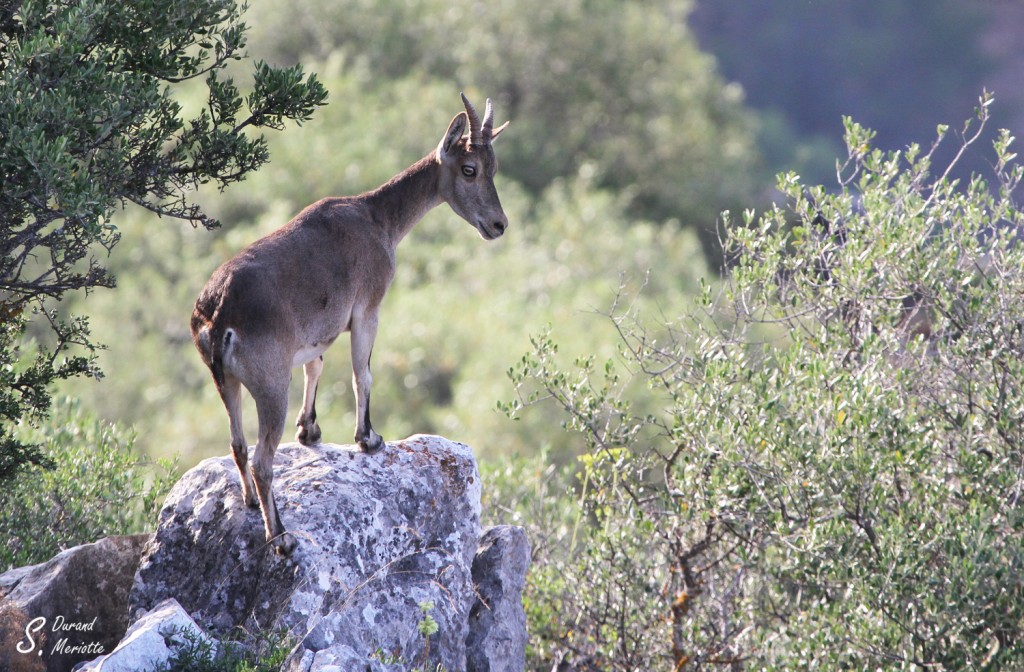 Bouquetin des Pyrénées (Sierra de Grazalema - juillet 2013)