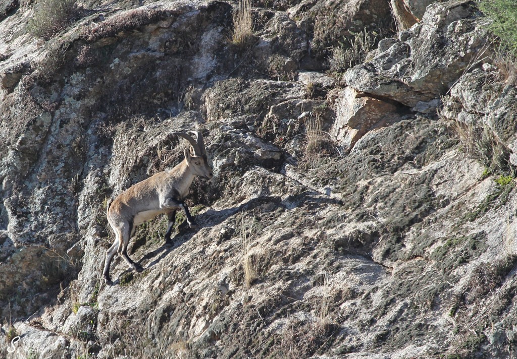 Bouquetin des pyrénées