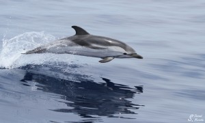 Dauphin bleu et blanc