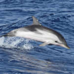 Dauphin bleu et blanc