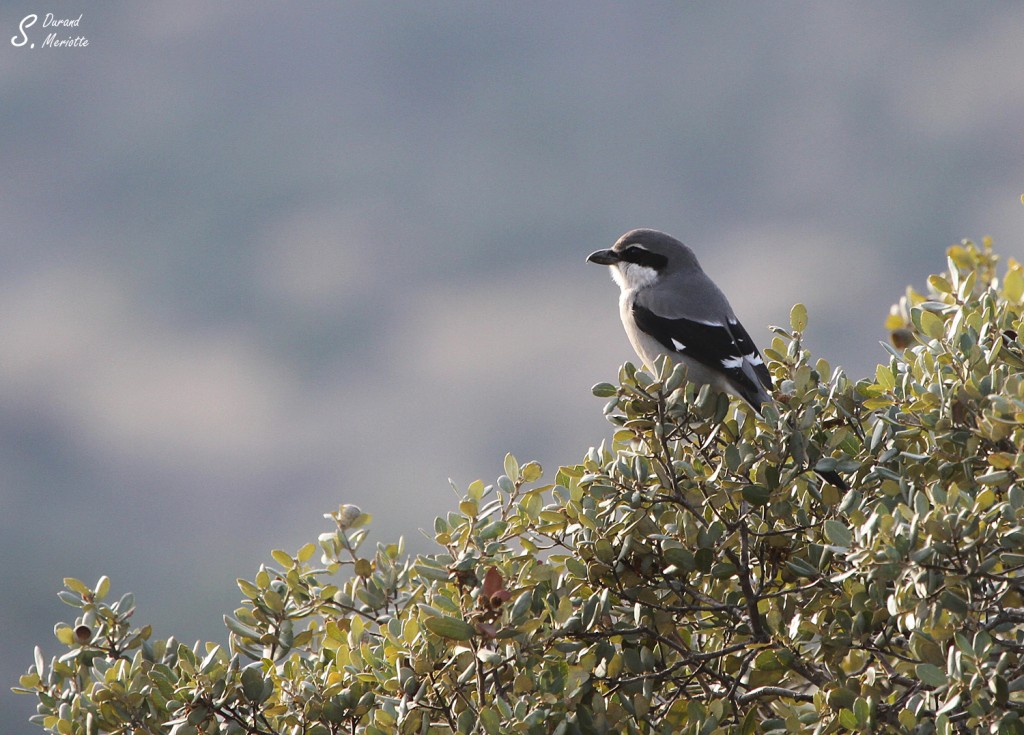 Pie-grièche méridionale