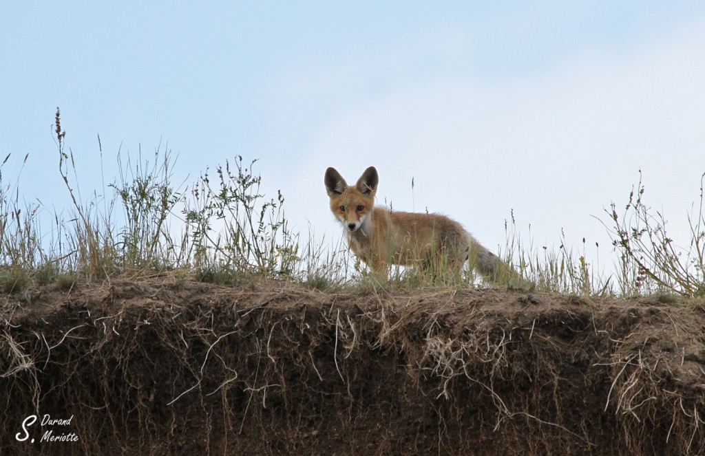 Renard roux (Arménie - août 2013)