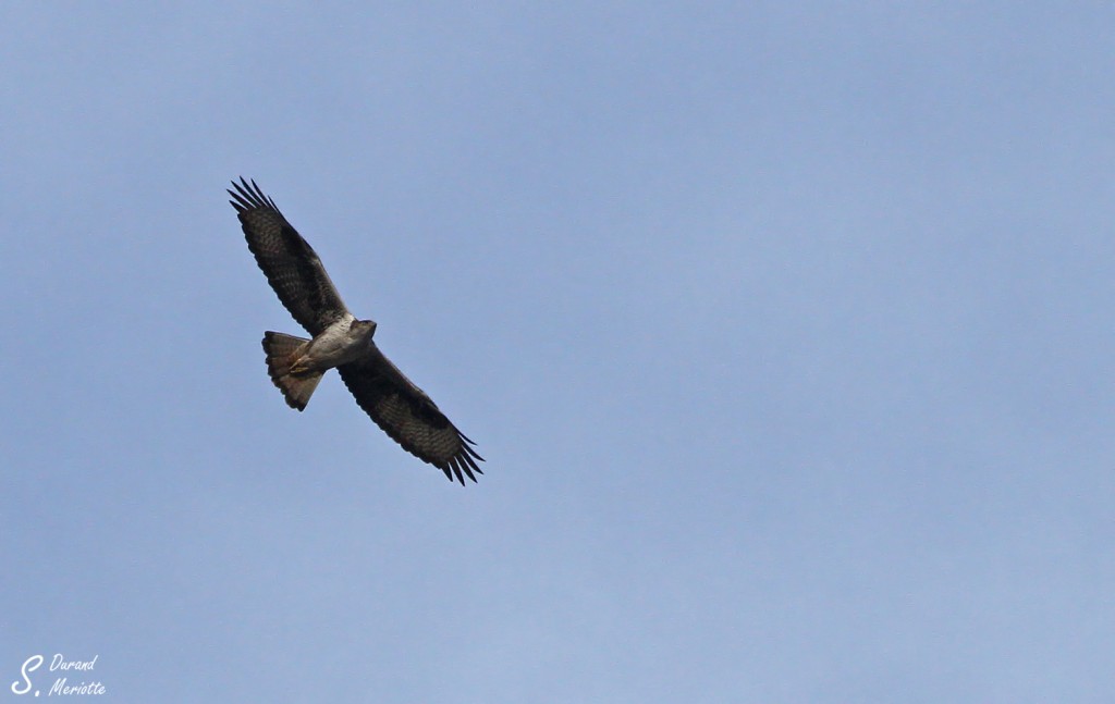 Aigle de Bonelli