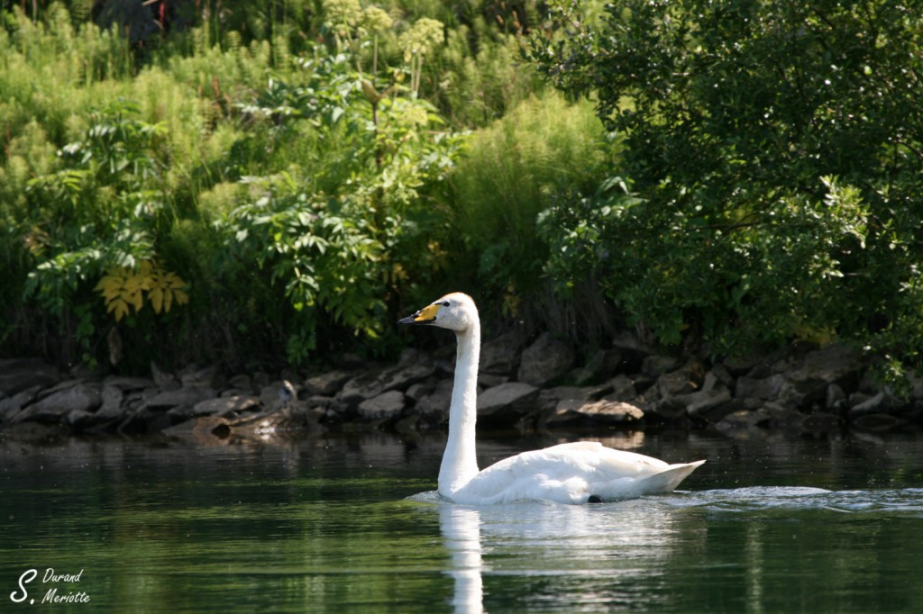 Cygne chanteur (Islande)