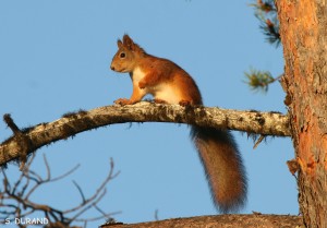 Écureuil roux (Finlande - août 2011)