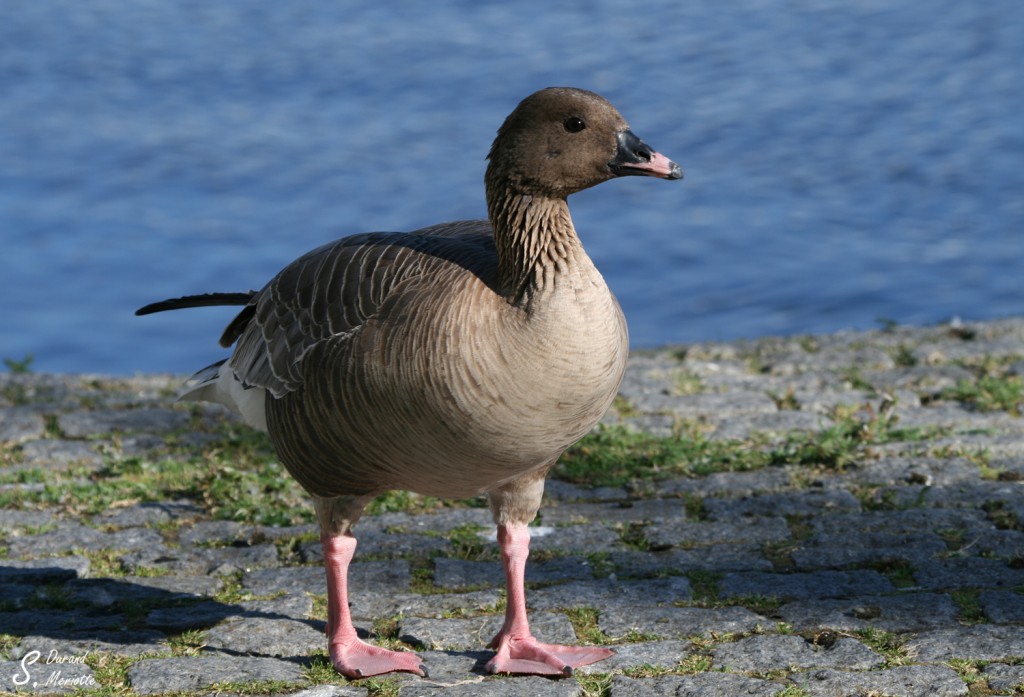 Oie à bec court (Islande)