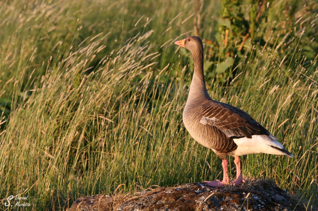 Oie cendrée (Islande)