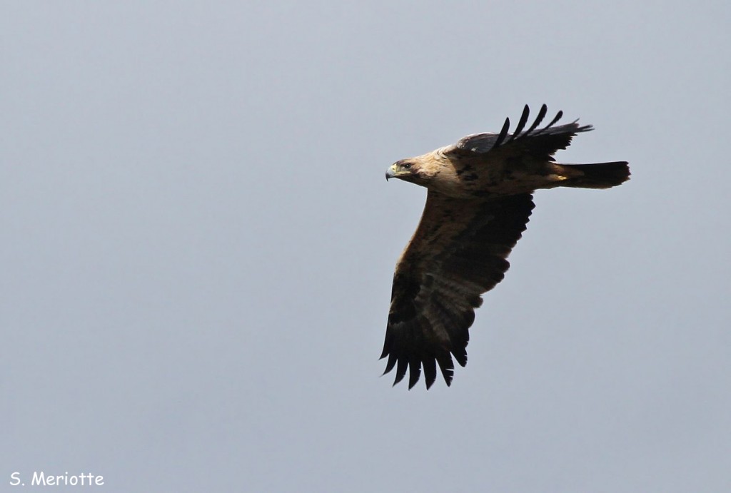 Aigle ibérique immature Andalousie février 2014