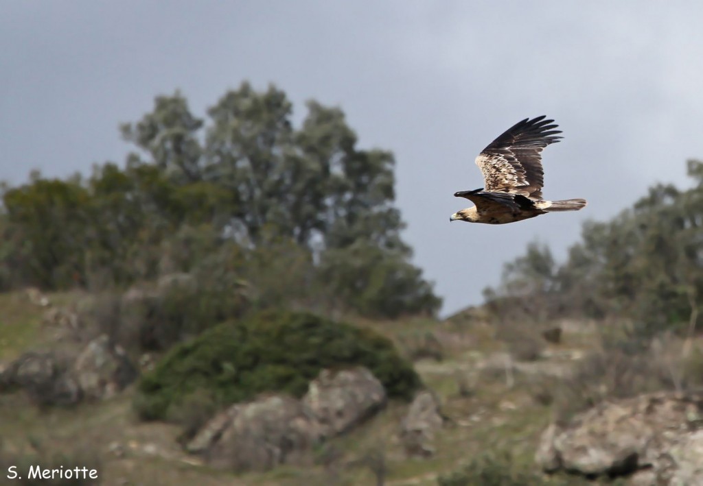 Aigle ibérique immature
