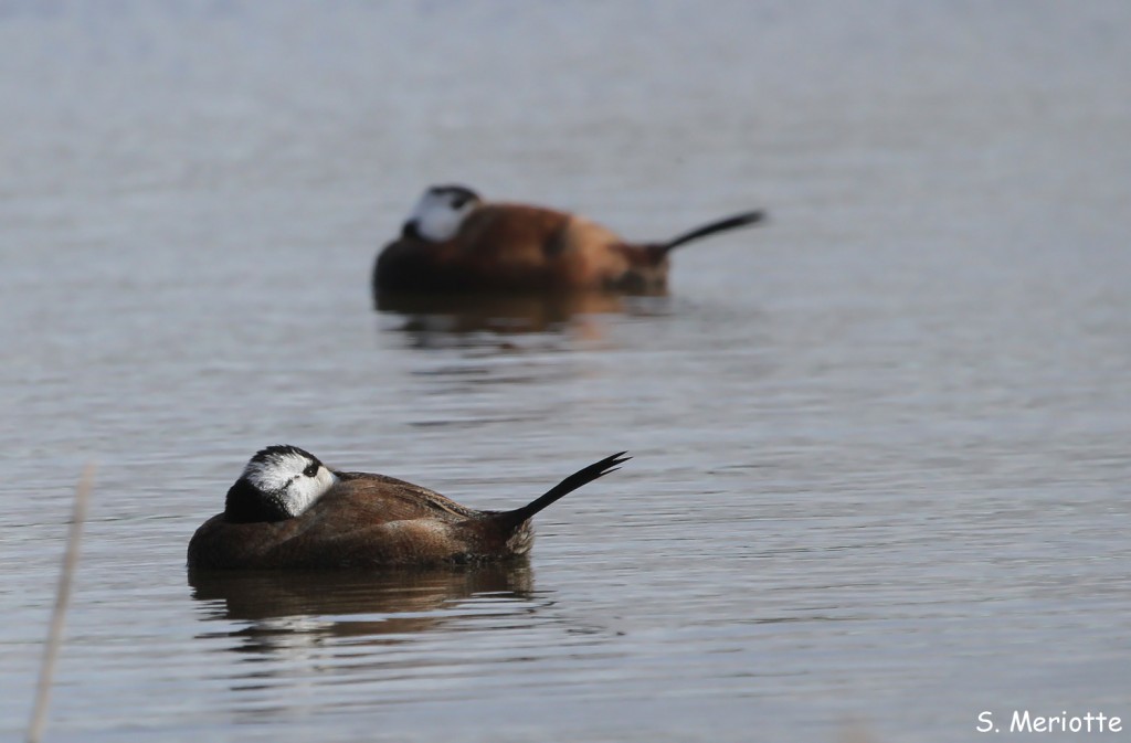 erismature-tete-blanche (1)