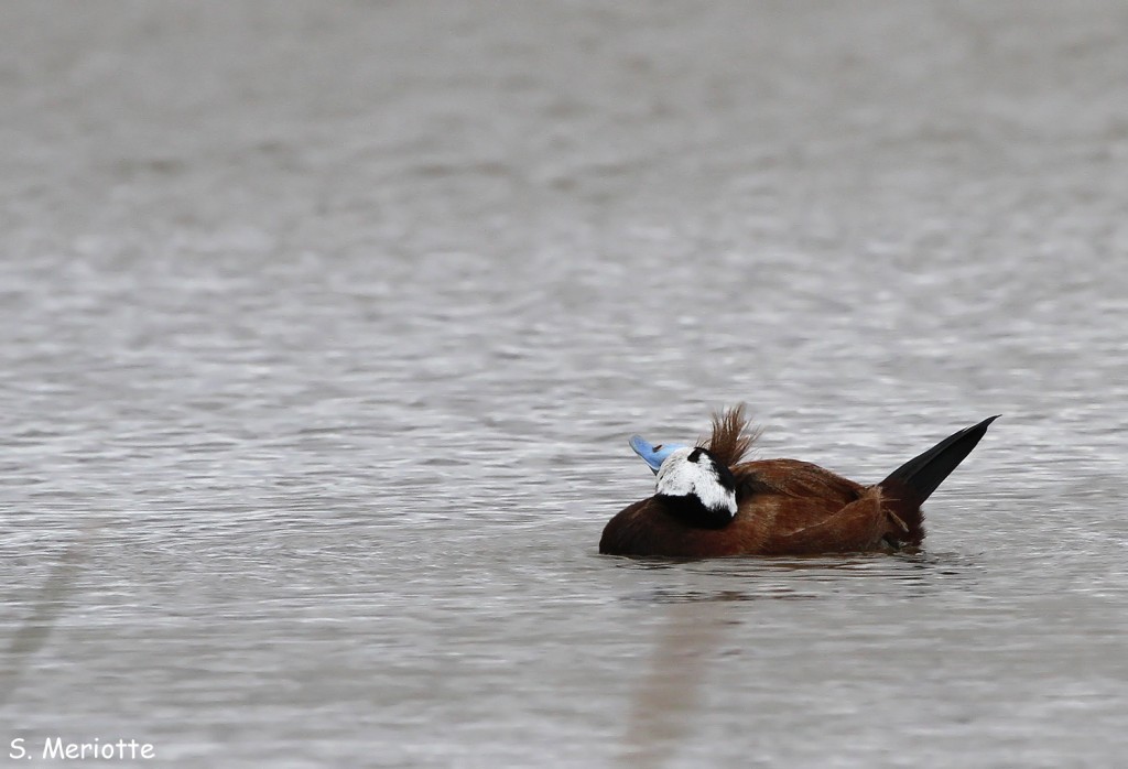 erismature-tete-blanche (4)