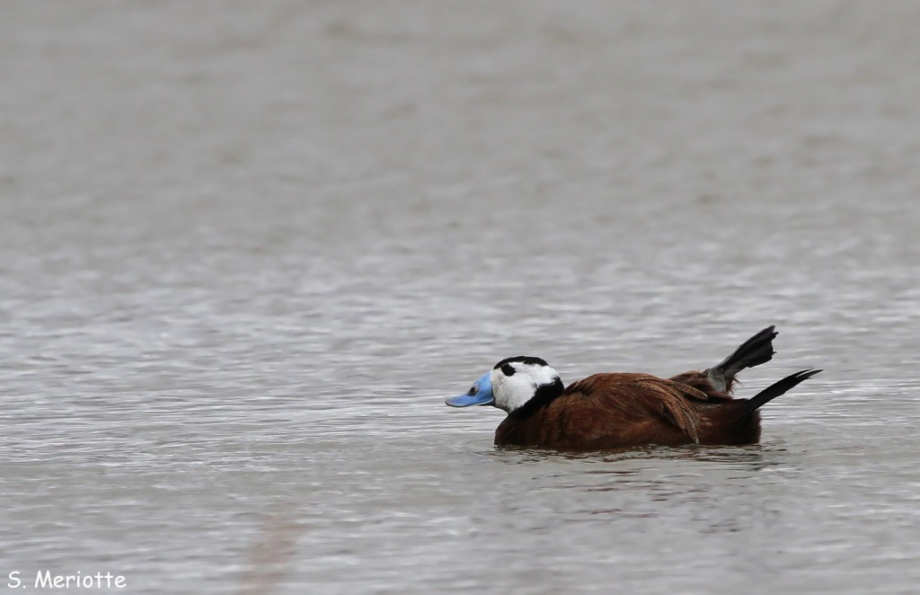 erismature-tete-blanche (5)
