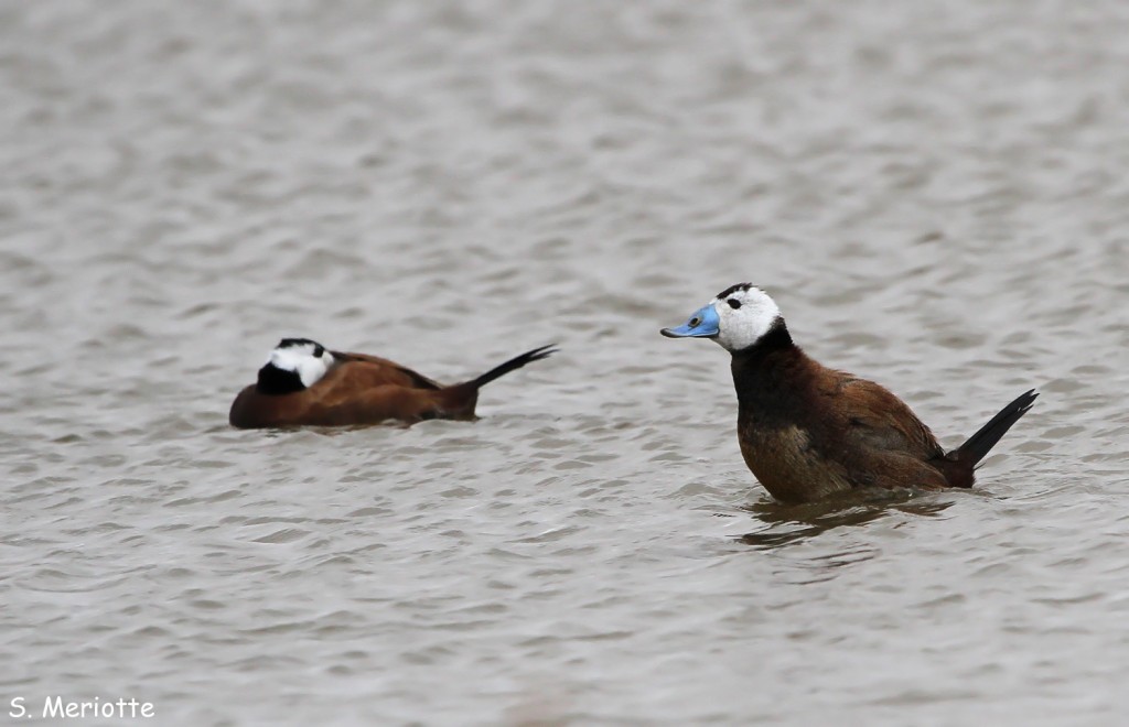 erismature-tete-blanche (6)