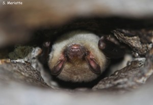 Murin de Natterer Andalousie février 2014
