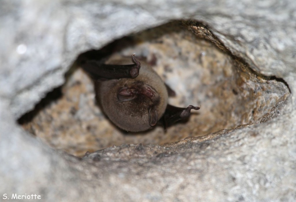 Minioptère de Schreiber