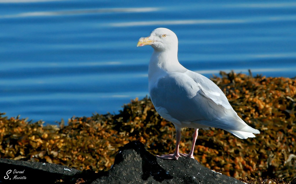 Goéland bourgmestre - Islande juillet 2012