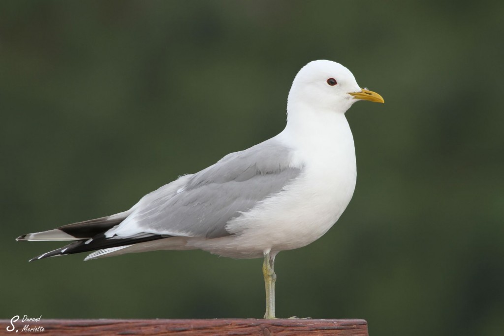 Goéland cendré - Norvège 2012