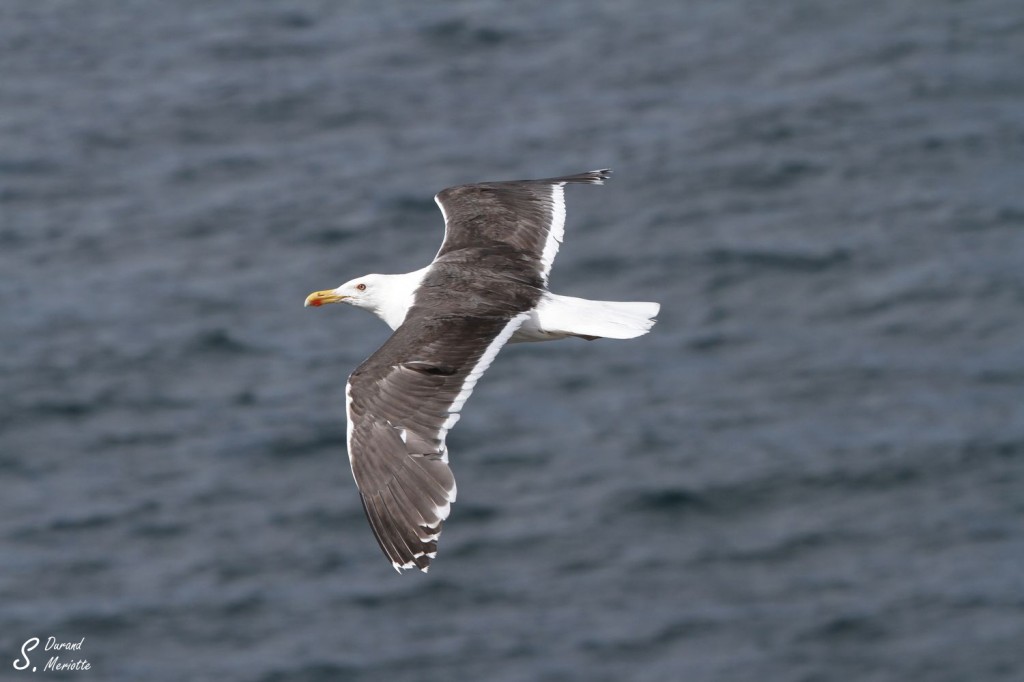 Goéland marin - Norvège août 2012