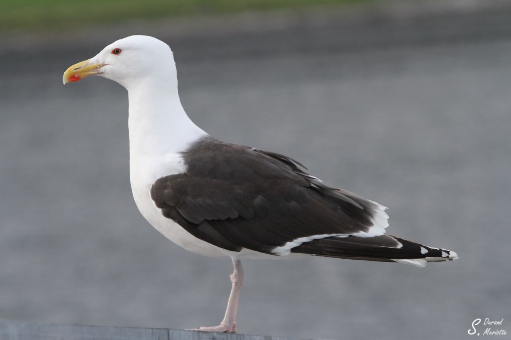 Goéland marin - Norvège août 2012