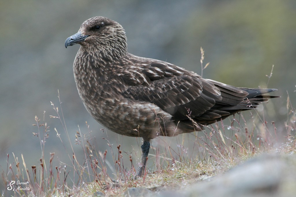 Grand labbe - Islande