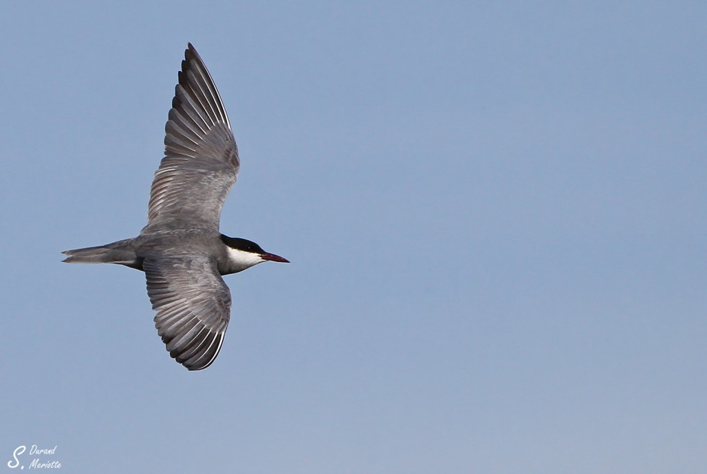guifette-moustac (2)