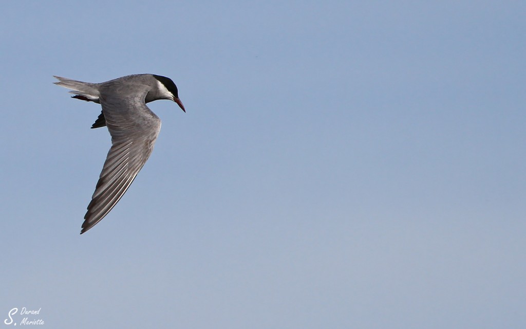 guifette-moustac (3)