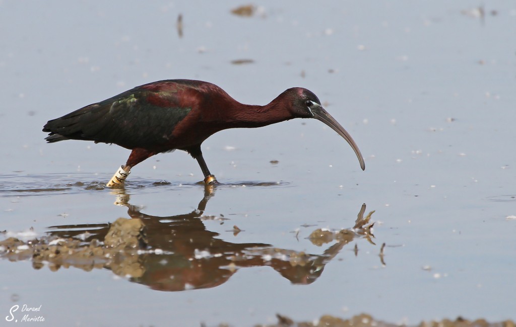 Ibis falcinelle - Camargue avril 2014