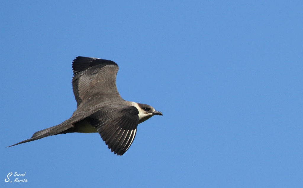 Labbe parasite - Norvège Iles Lofoten Août 2012