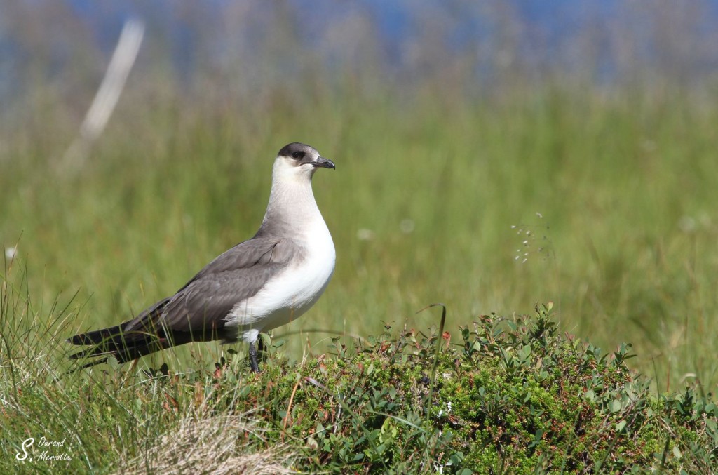 Labbe parasite - Norvège Iles Lofoten Août 2012