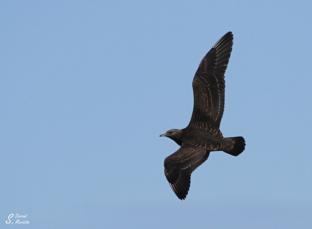 Labbe parasite - Norvège Iles Lofoten Août 2012