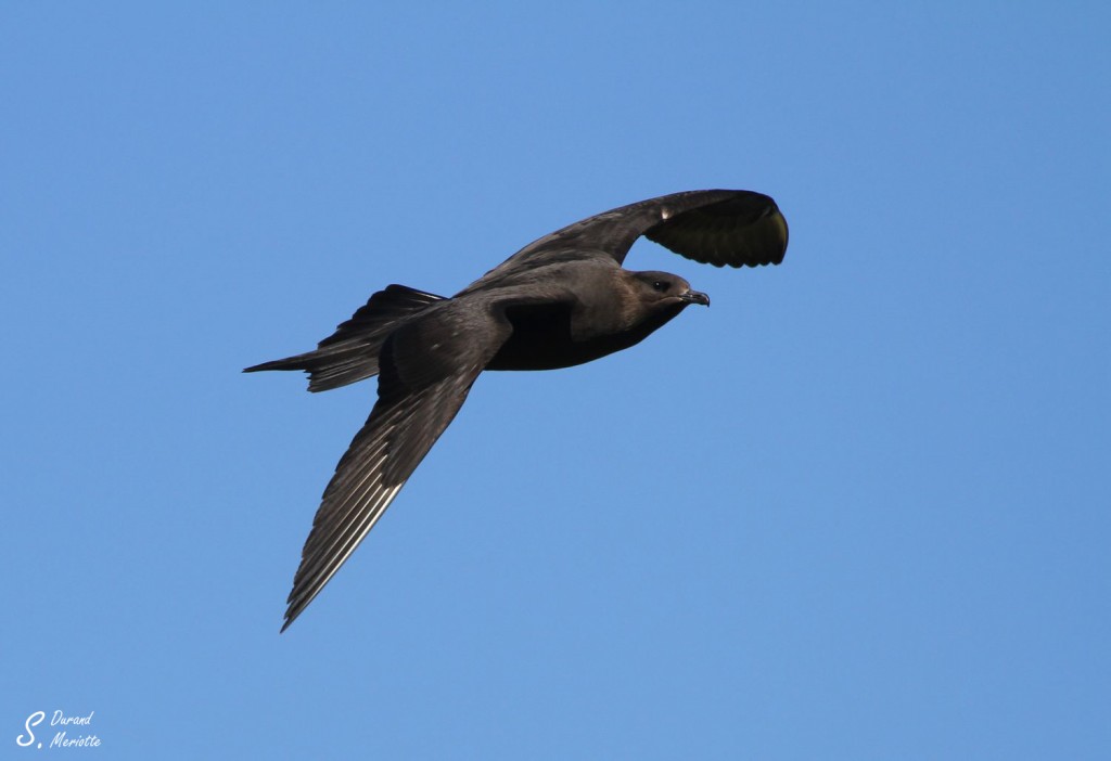 Labbe parasite - Norvège Iles Lofoten Août 2012