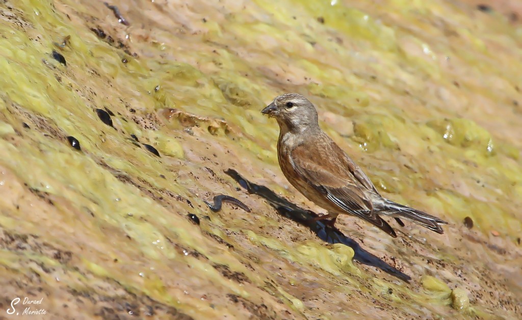 linotte-melodieuse (2)