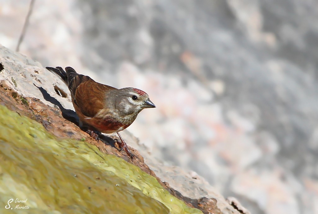 linotte-melodieuse (5)