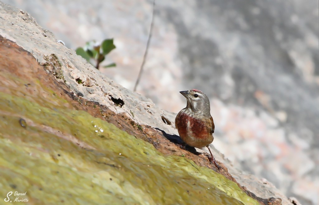 linotte-melodieuse (6)