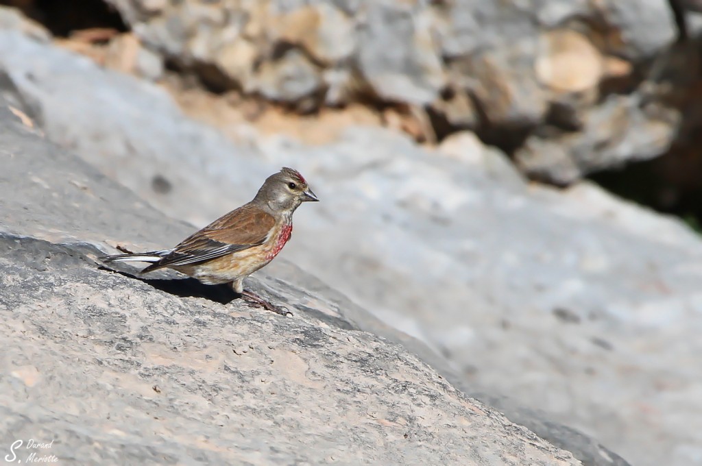 Linotte mélodieuse mâle