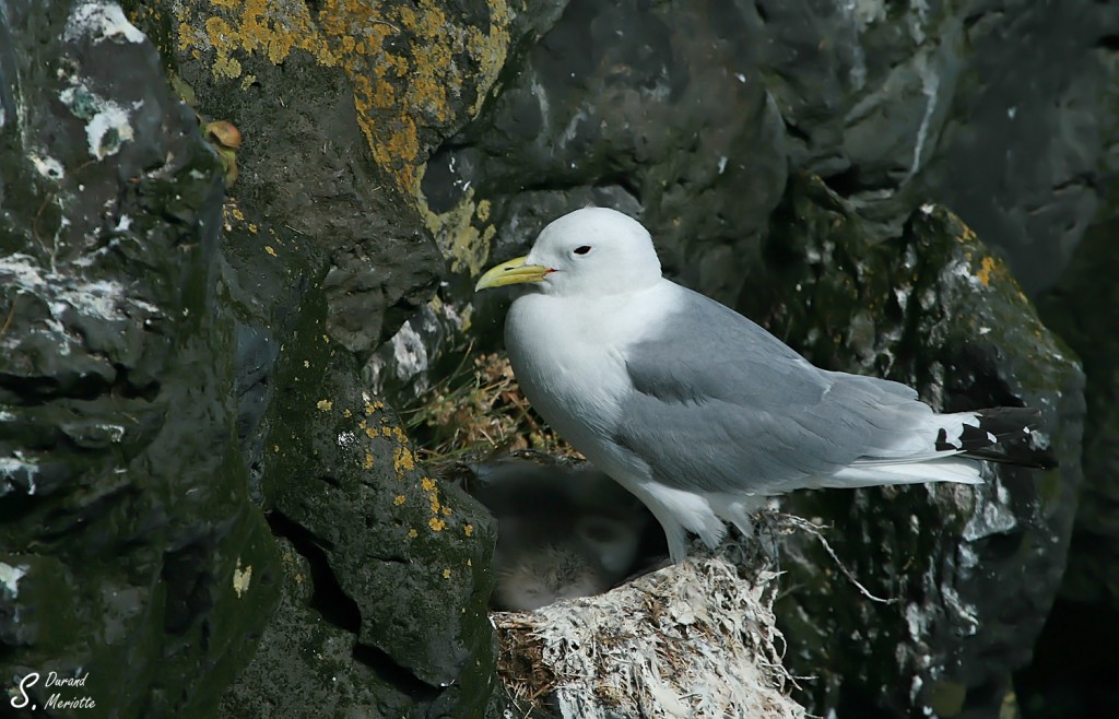 Mouette tridactyle - Islande Juillet 2012