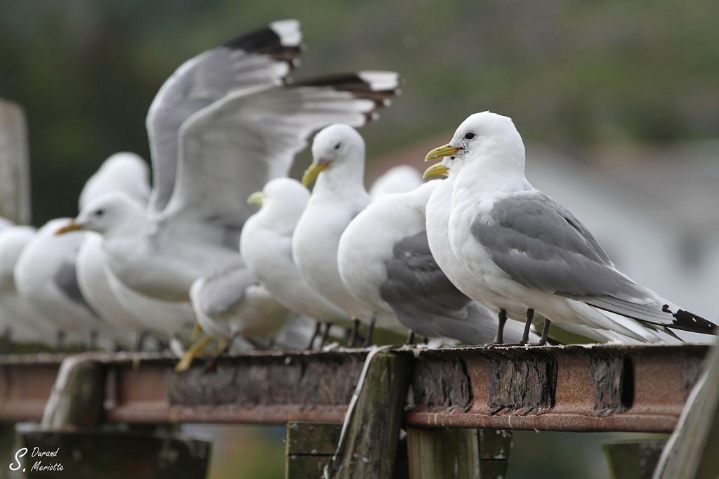 Mouette tridactyle - Lofoten Août 2013