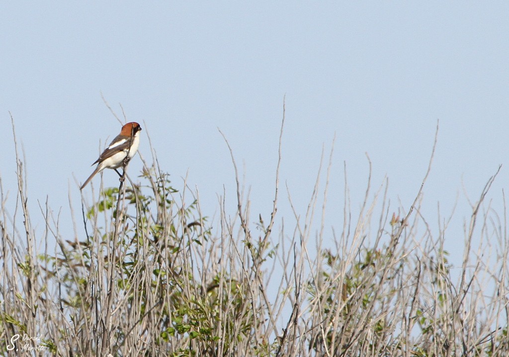 Pie-grièche à tête rousse badius