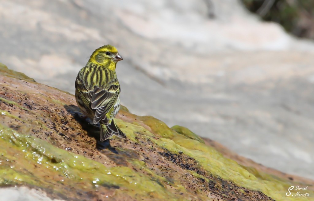serin (1)