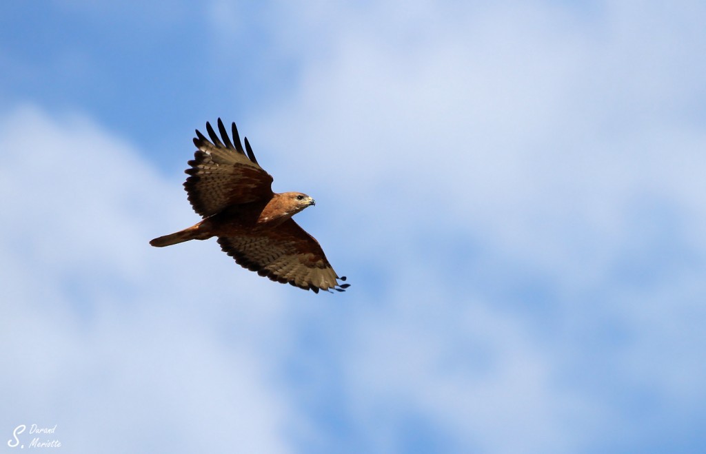 Buse des steppes - Arménie août 2013