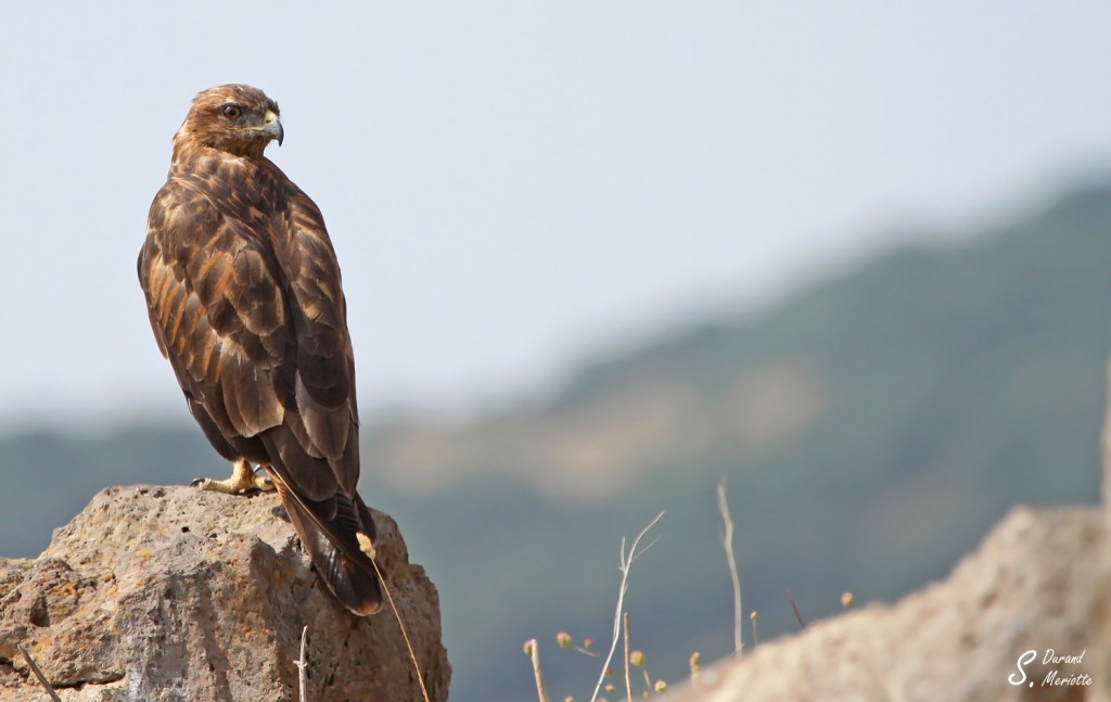 Buse des steppes - Arménie août 2013