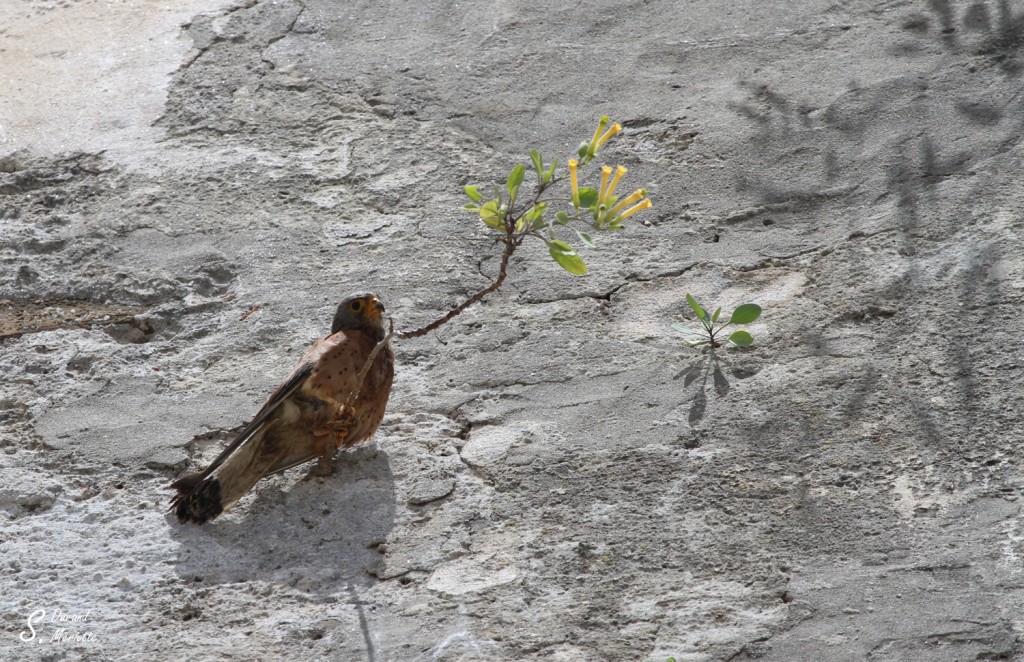 Faucon crécerellette - Andalousie - juillet 2013