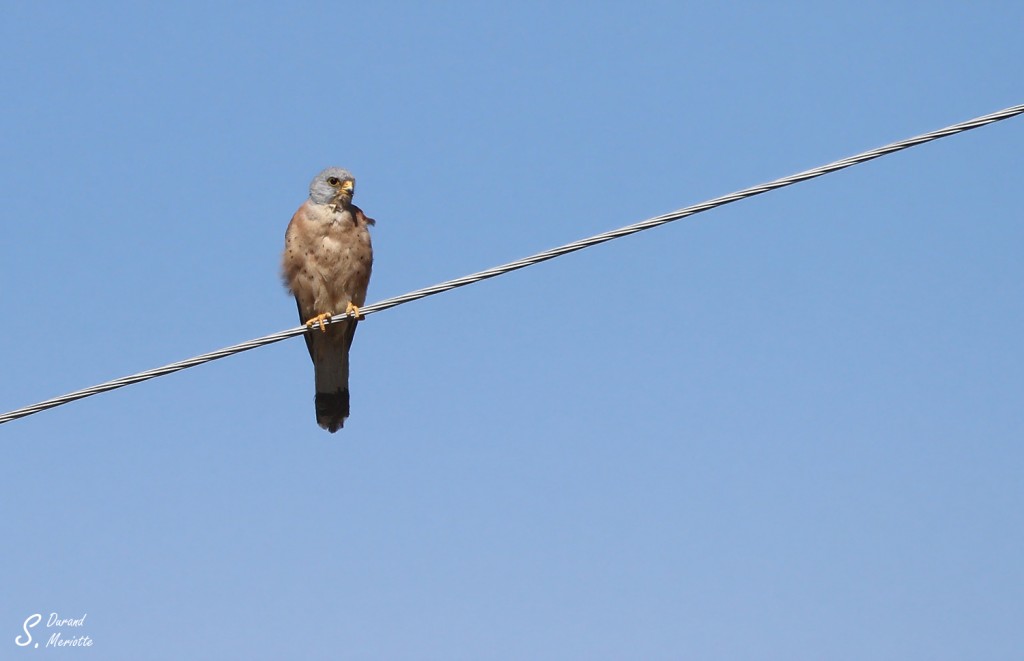 Faucon crécerellette - Arménie - août 2013