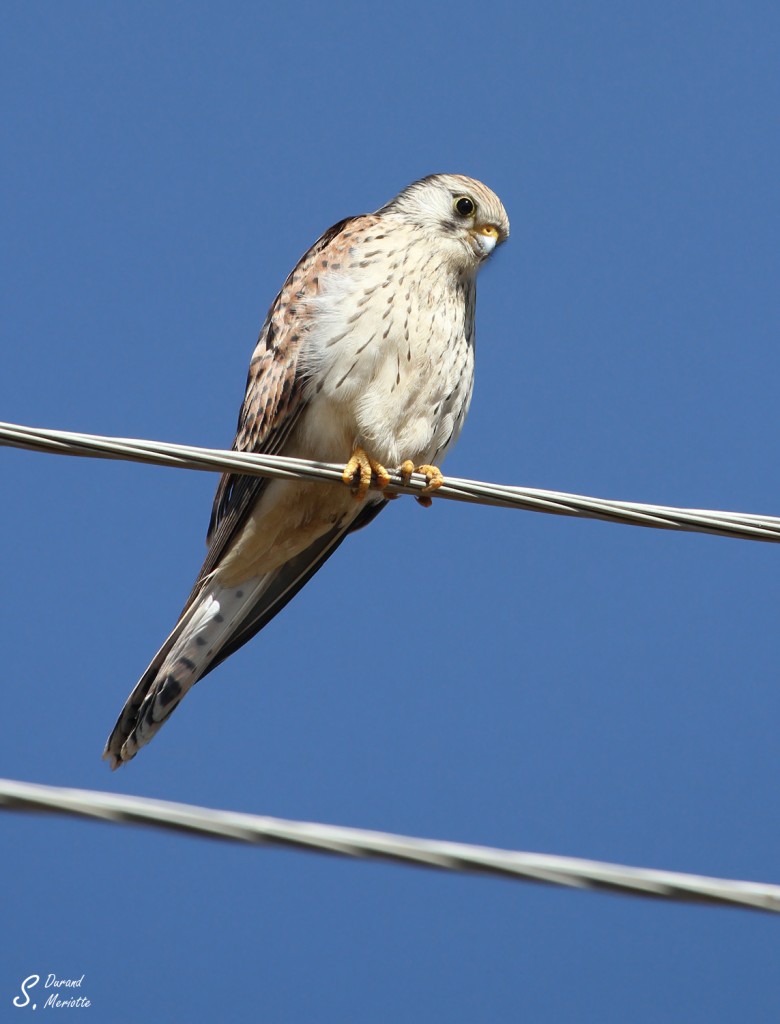 Faucon crécerellette - Arménie - août 2013