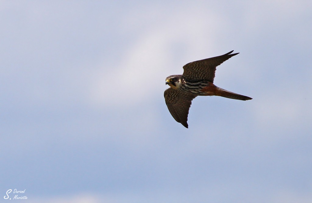 Faucon hobereau
