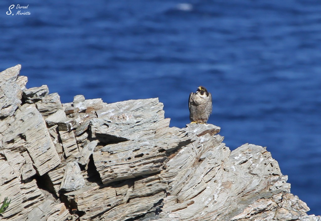 Faucon pèlerin