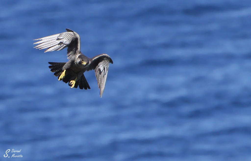 Faucon pèlerin - Porquerolles mai 2014