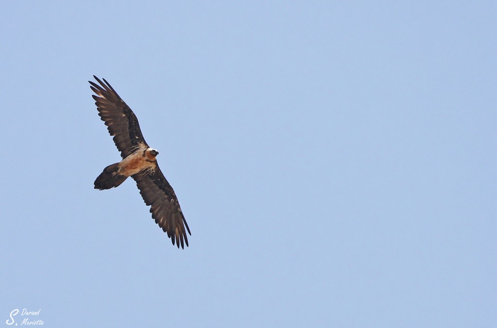 Gypaète barbu - Arménie août 2013