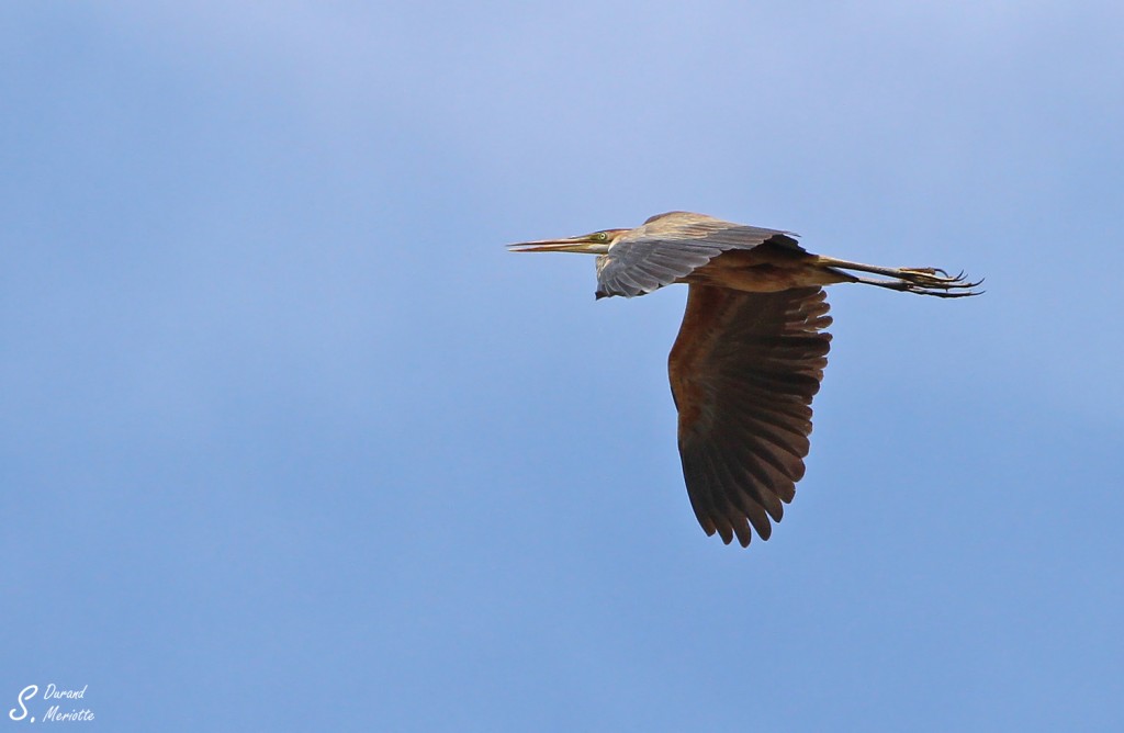 Héron pourpré